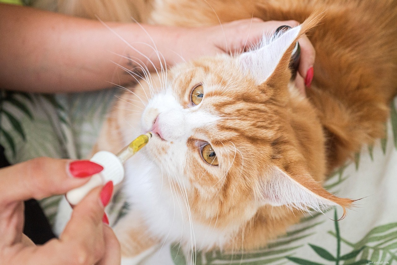 7 Proven Ways to Keep Your Cat Calm During Flights