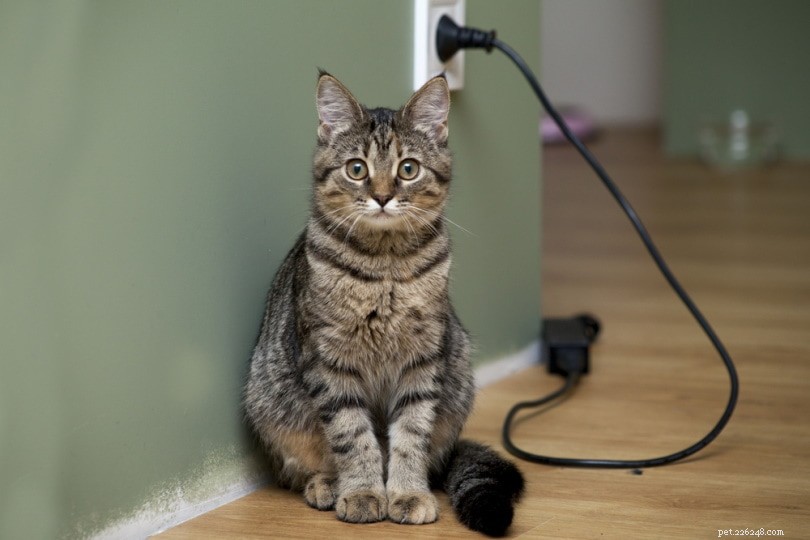 10 Essential Tips to Cat-Proof Your Home for a Safe, Happy Cat