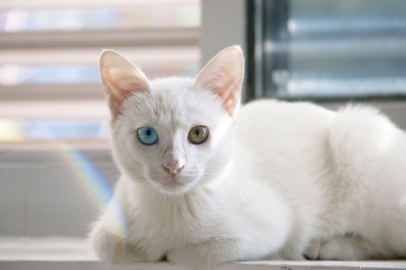 Why Some Cats Have Two Different Colored Eyes: The Science Behind Their Stunning Look