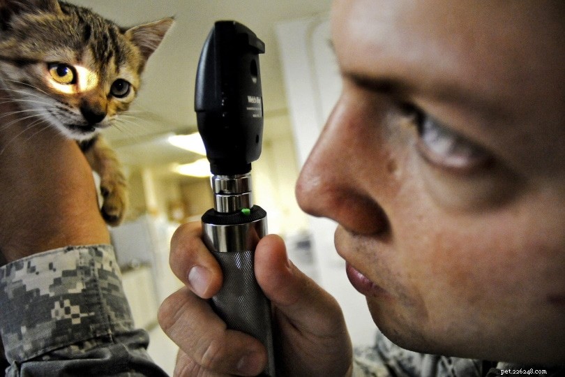 Why Some Cats Have Two Different Colored Eyes: The Science Behind Their Stunning Look