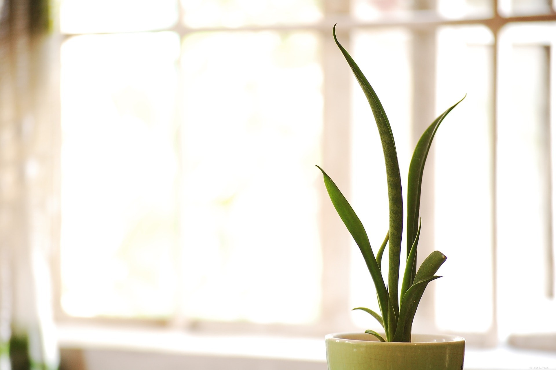 Are Snake Plants Poisonous to Cats? Key Facts and Safety Tips