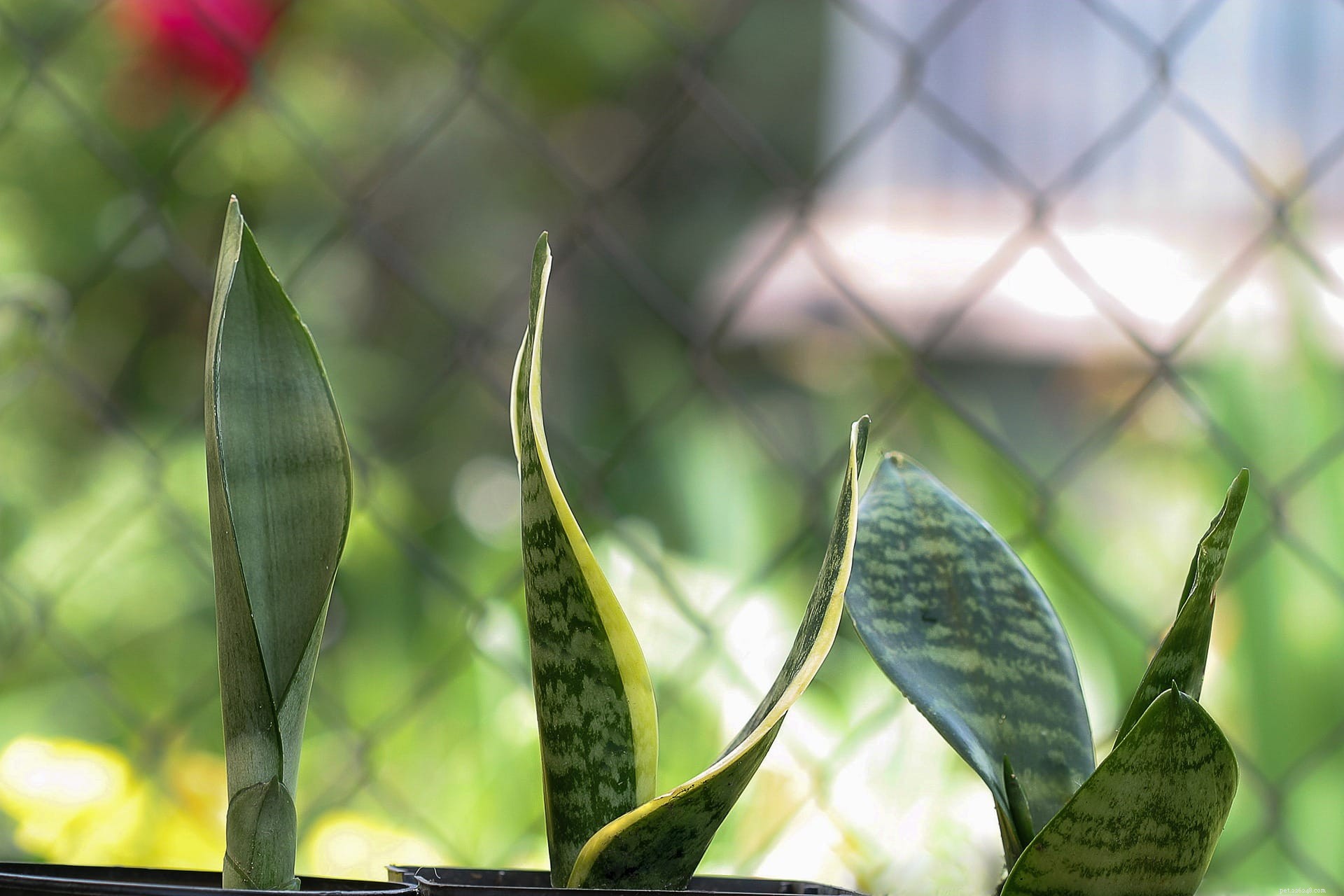 Are Snake Plants Poisonous to Cats? Key Facts and Safety Tips