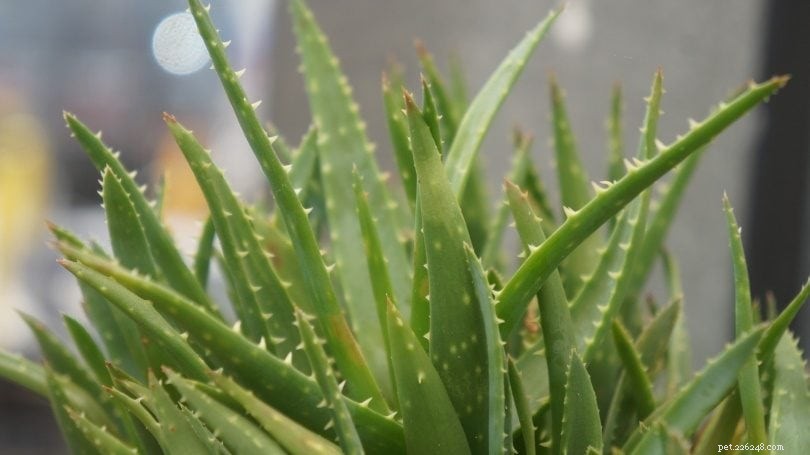 Are Snake Plants Poisonous to Cats? Key Facts and Safety Tips