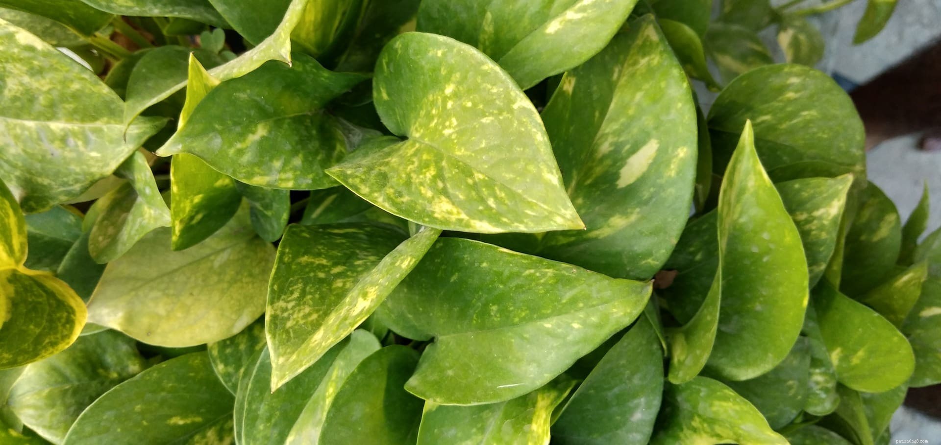 Are Snake Plants Poisonous to Cats? Key Facts and Safety Tips