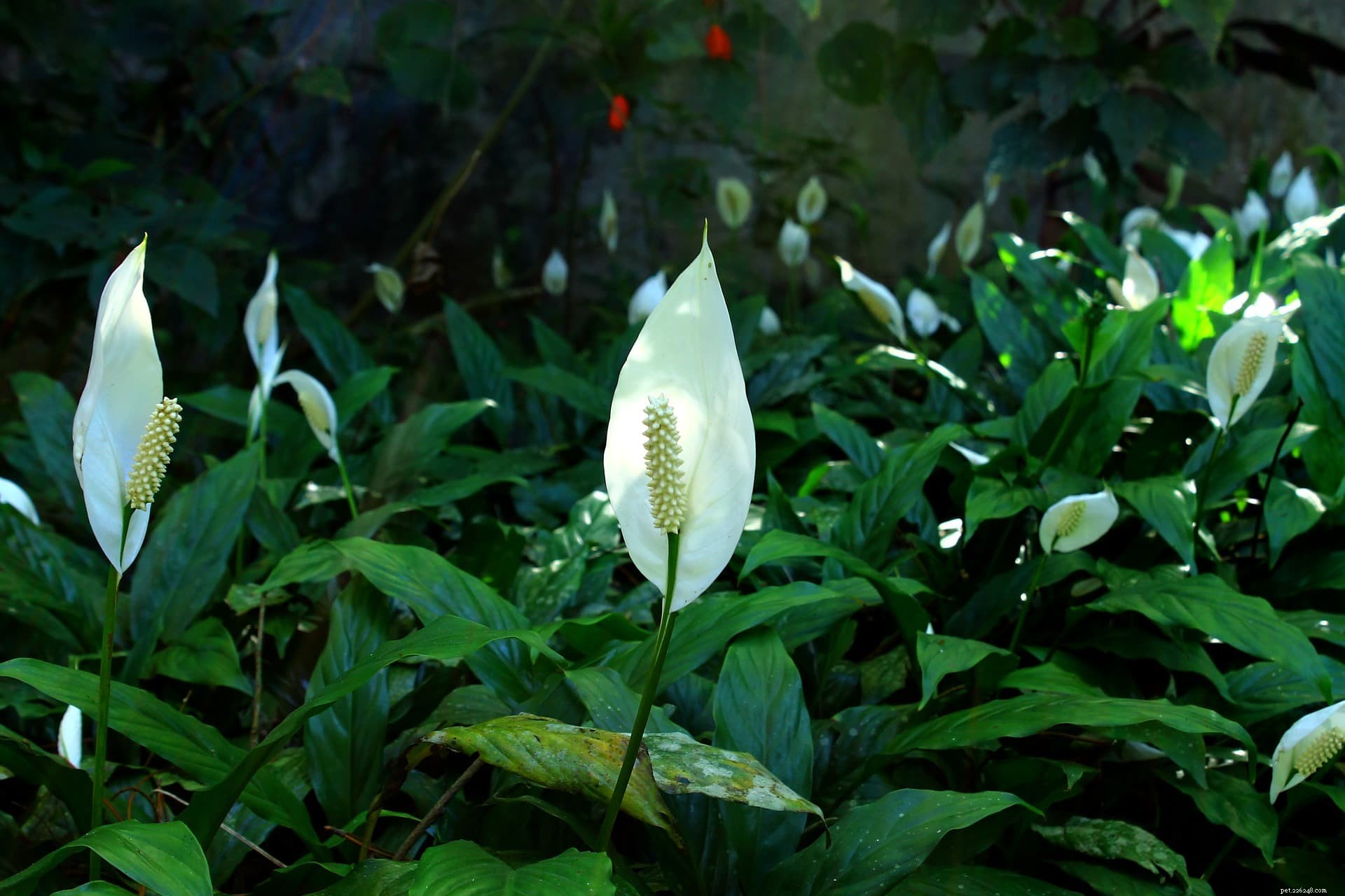Are Snake Plants Poisonous to Cats? Key Facts and Safety Tips