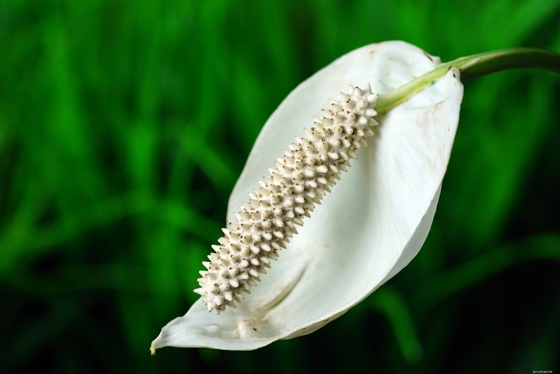 Peace Lilies and Cats: Understanding Toxicity and Safety Measures