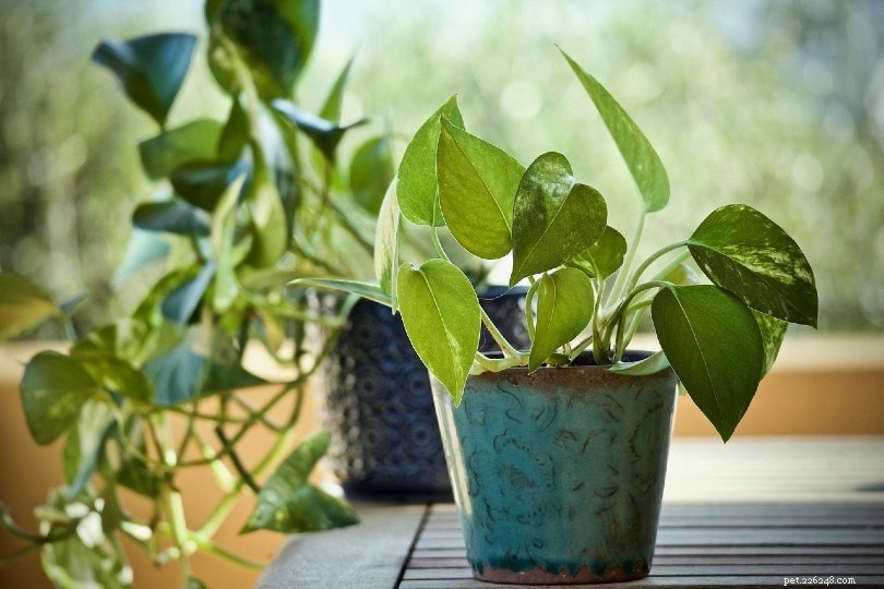 Are Pothos Plants Dangerous for Cats? Essential Safety Guide