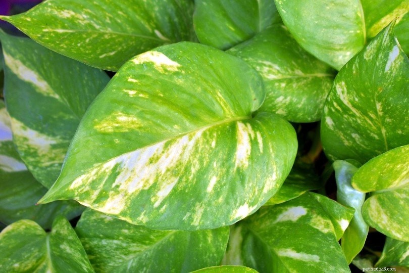 Are Pothos Plants Dangerous for Cats? Essential Safety Guide