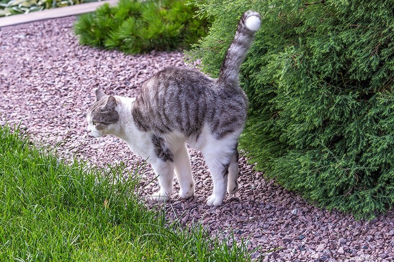 Understanding Female Cat Spraying: 3 Key Reasons and Solutions