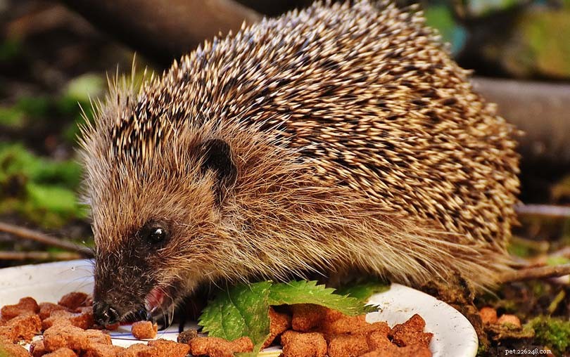 Are Hedgehogs Safe to Eat Cat Food? Expert Insights & Care Tips