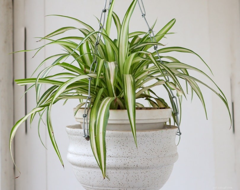 Spider Plants Are Safe for Cats—Here’s What You Need to Know