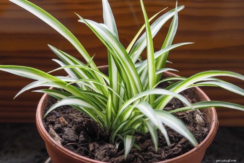 Spider Plants Are Safe for Cats—Here’s What You Need to Know