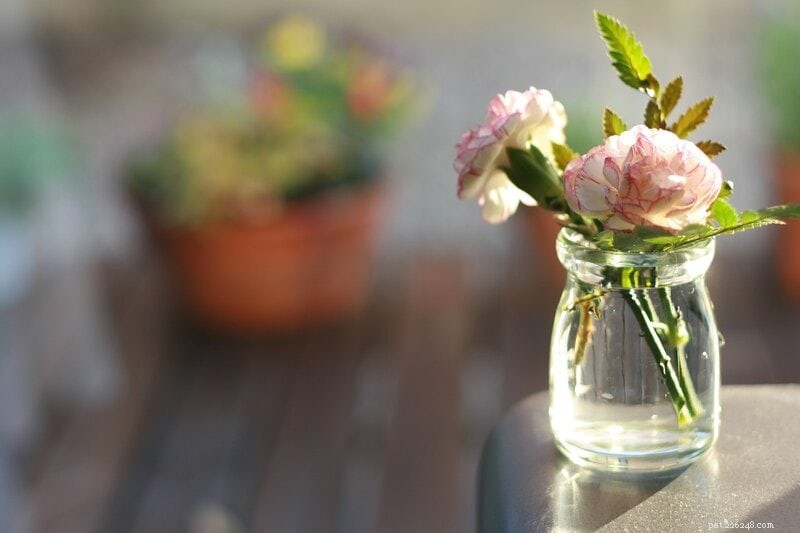 Carnations and Cats: Are These Flowers Safe?