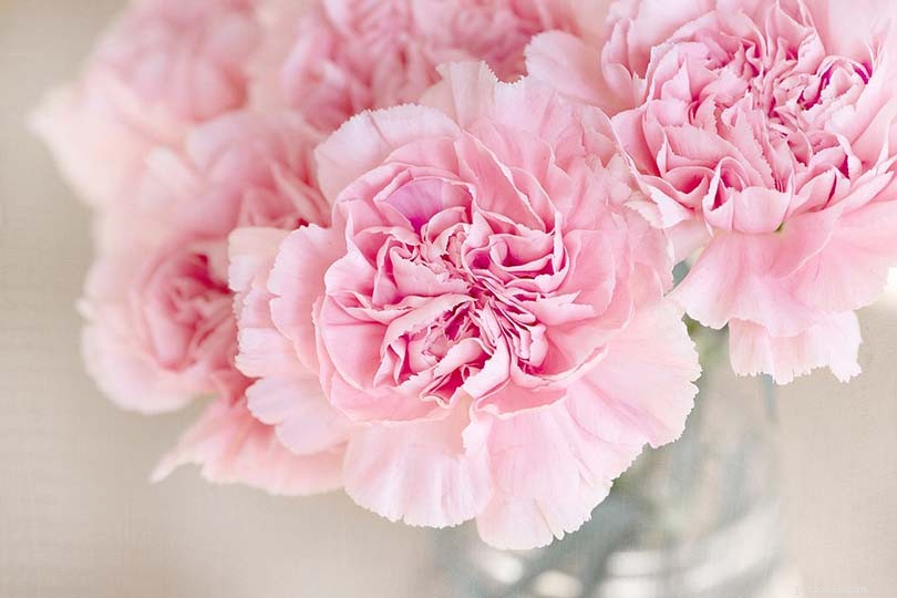 Carnations and Cats: Are These Flowers Safe?