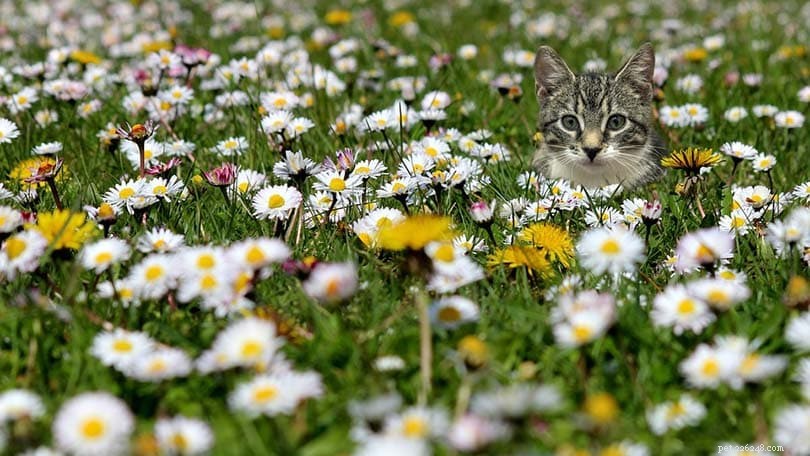 Are Daisies Toxic to Cats? Essential Safety Guide for Pet Owners