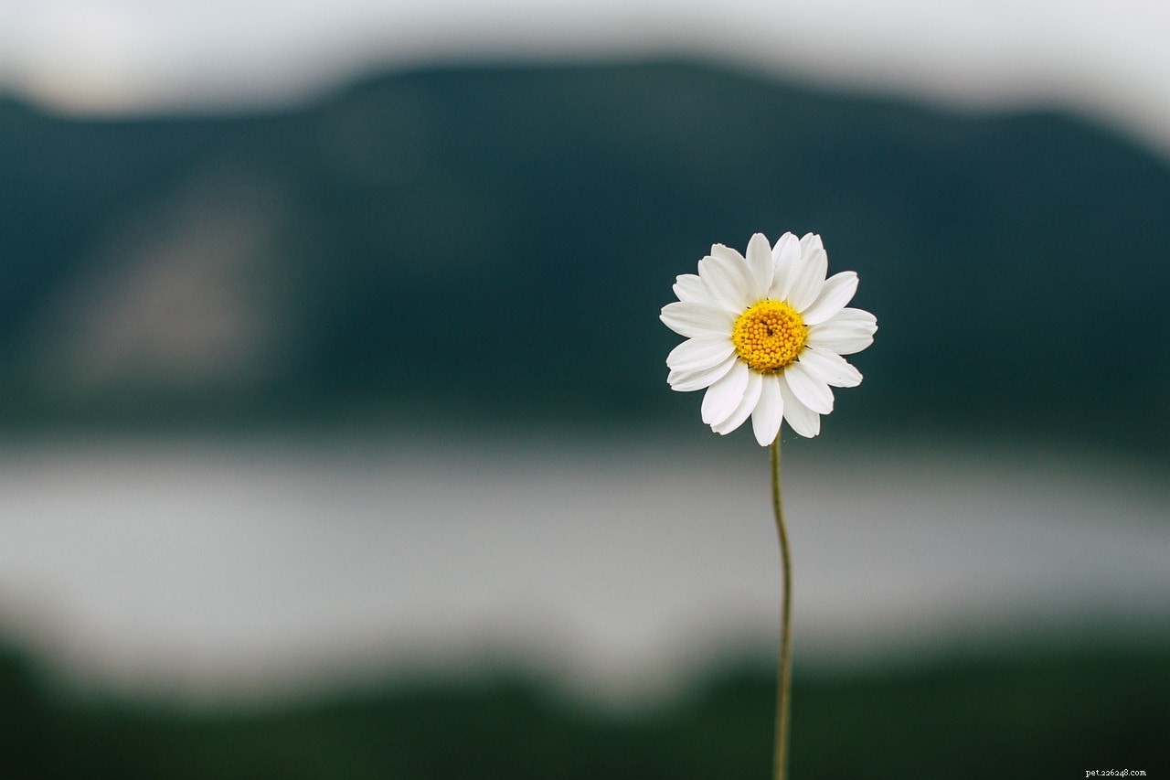 Are Daisies Toxic to Cats? Essential Safety Guide for Pet Owners