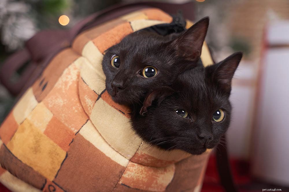 8 Proven Ways to Keep Your Cat Calm During Vet Visits