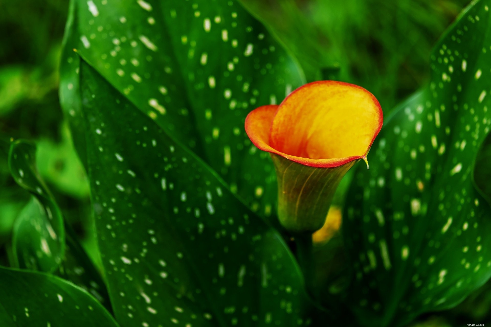Are Calla Lilies Toxic to Cats? Essential Information for Pet Owners