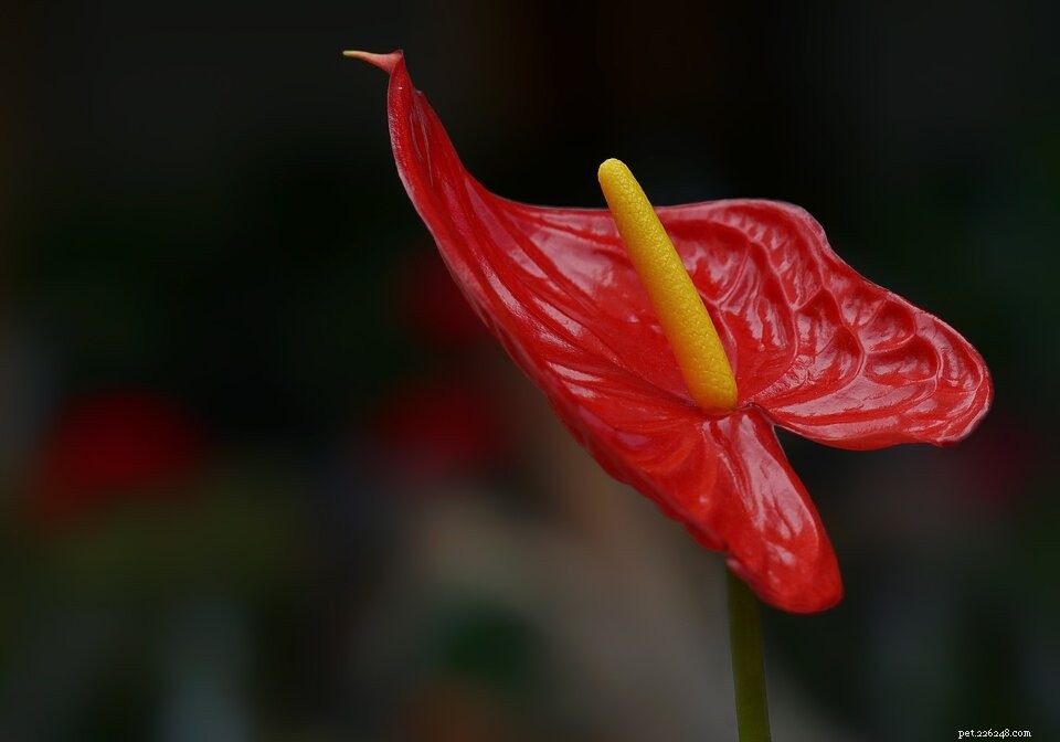 Are Calla Lilies Toxic to Cats? Essential Information for Pet Owners