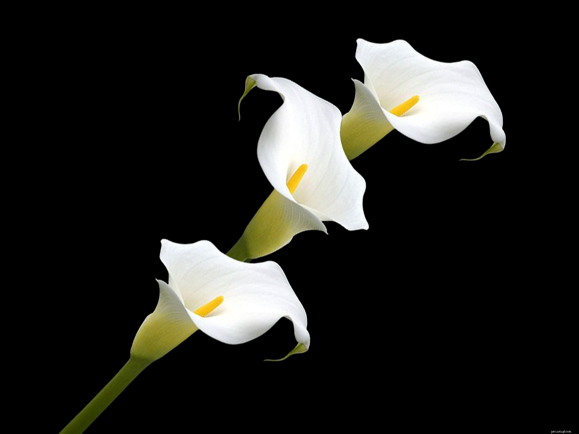 Are Calla Lilies Toxic to Cats? Essential Information for Pet Owners