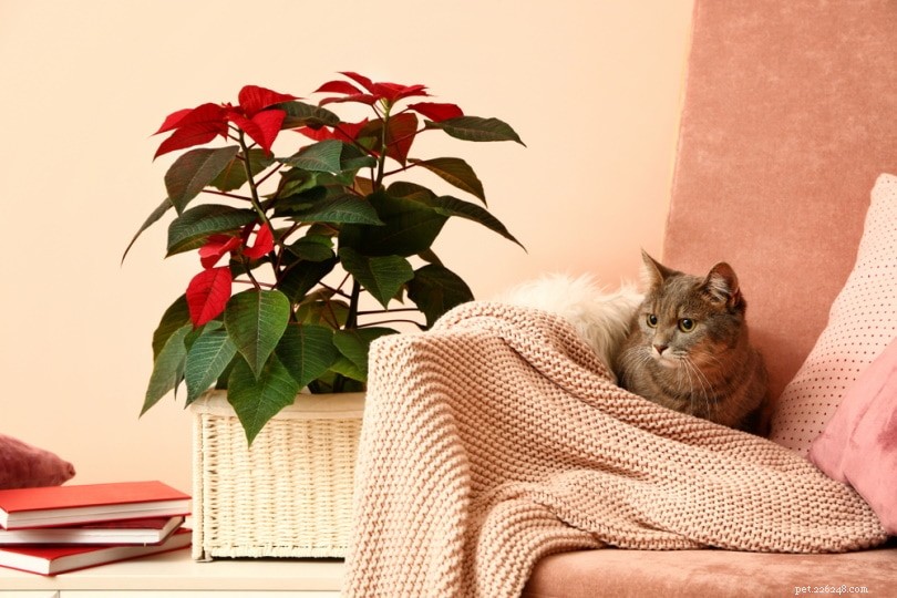 Poinsettias and Cats: Are They Toxic? Key Facts & Safety Tips