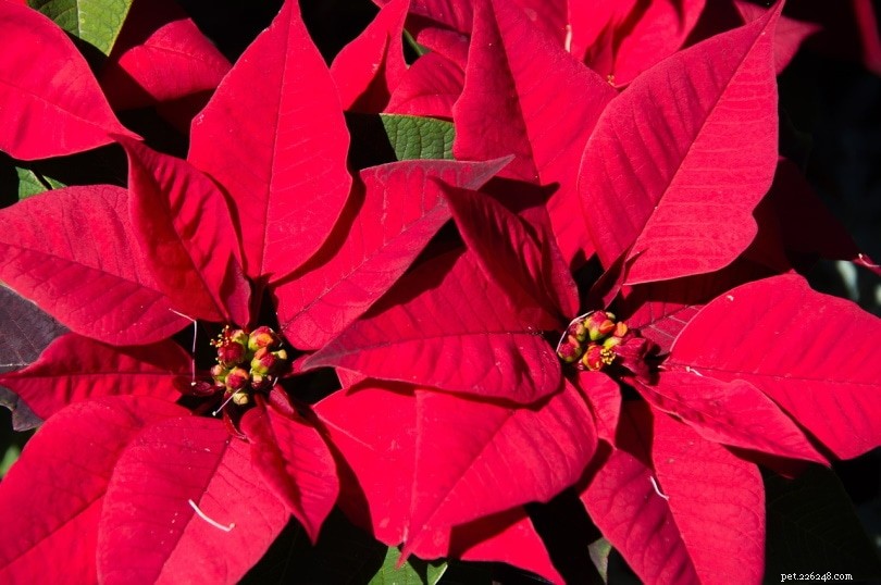 Poinsettias and Cats: Are They Toxic? Key Facts & Safety Tips