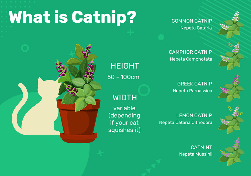 Understanding Catnip: Benefits, Usage, and How It Affects Your Cat (Infographic)