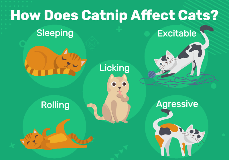 Understanding Catnip: Benefits, Usage, and How It Affects Your Cat (Infographic)