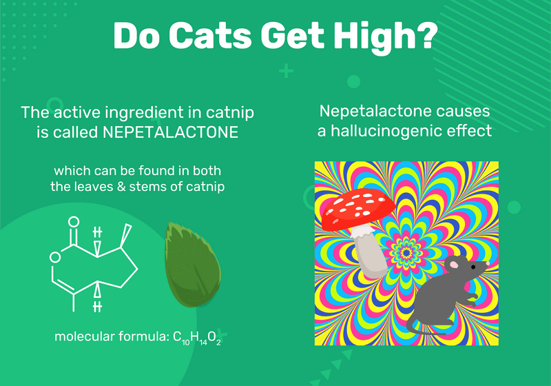 Understanding Catnip: Benefits, Usage, and How It Affects Your Cat (Infographic)