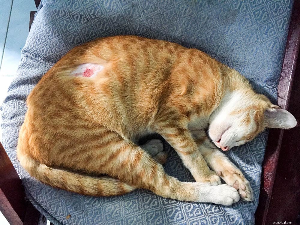 Cat Hot Spots Explained: Causes, Symptoms & Effective Treatments