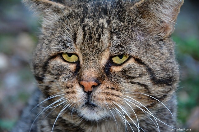 Whisker Fatigue in Cats: Causes, Symptoms & Proven Ways to Restore Your Cat’s Comfort