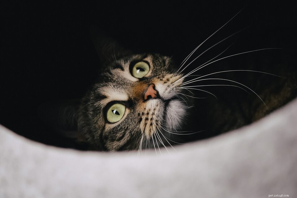 Whisker Fatigue in Cats: Causes, Symptoms & Proven Ways to Restore Your Cat’s Comfort