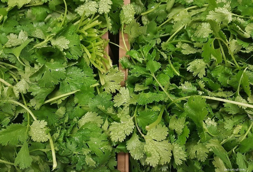 11 Cat‑Friendly Herbs: Safe Plants & Which to Avoid