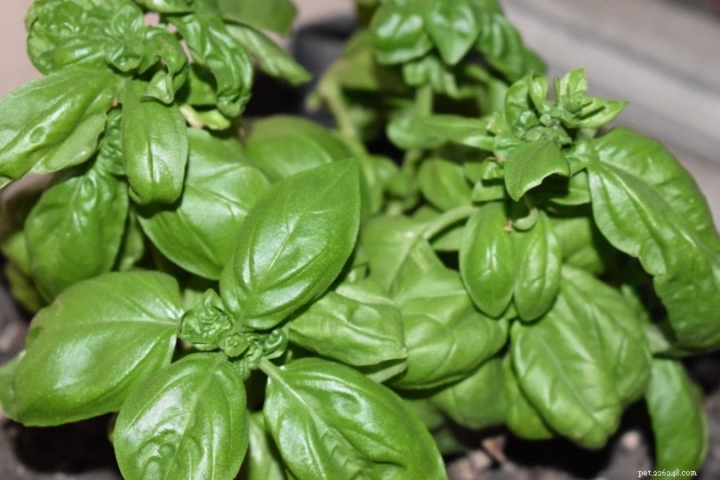 11 Cat‑Friendly Herbs: Safe Plants & Which to Avoid