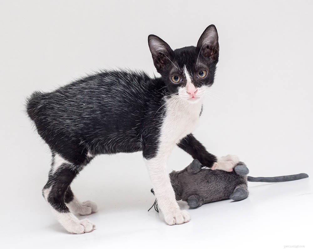 Understanding Fever Coats in Cats: Causes, Symptoms, and Care