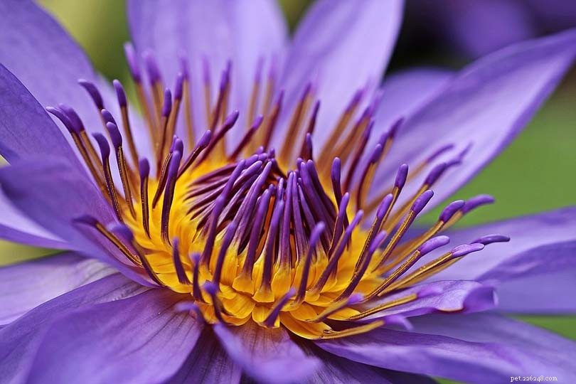 Lilies Are Toxic to Cats: Essential Safety Tips