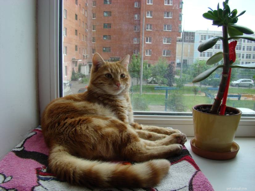 Jade Plants and Cats: Understanding the Risks and How to Protect Your Pet