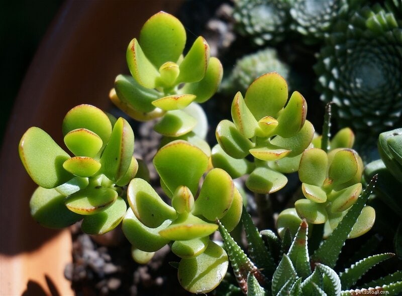 Jade Plants and Cats: Understanding the Risks and How to Protect Your Pet