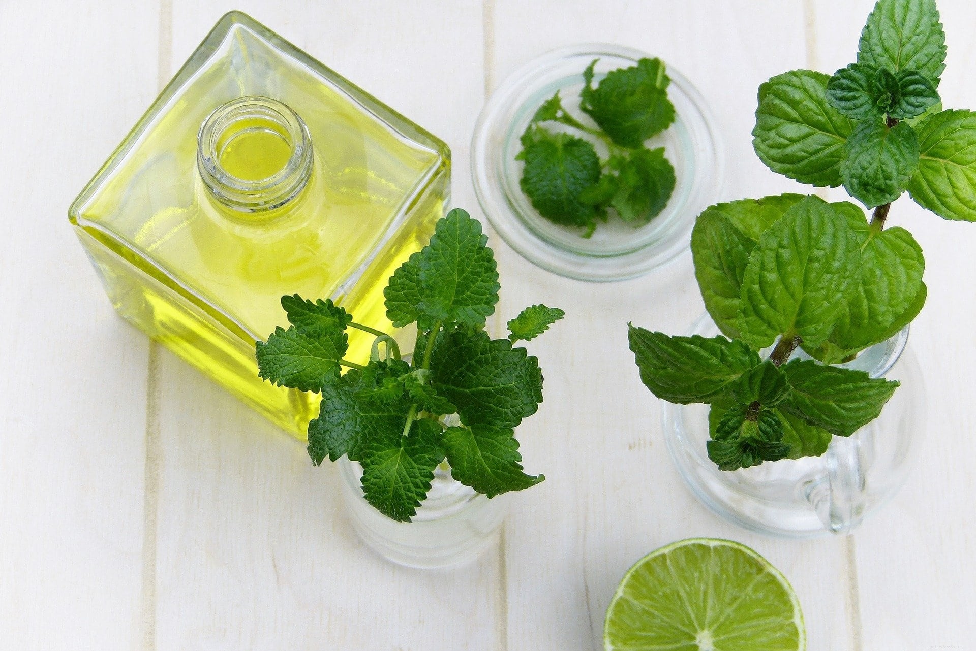 Essential Oils Safe for Cats: A Trusted Guide for Pet Owners