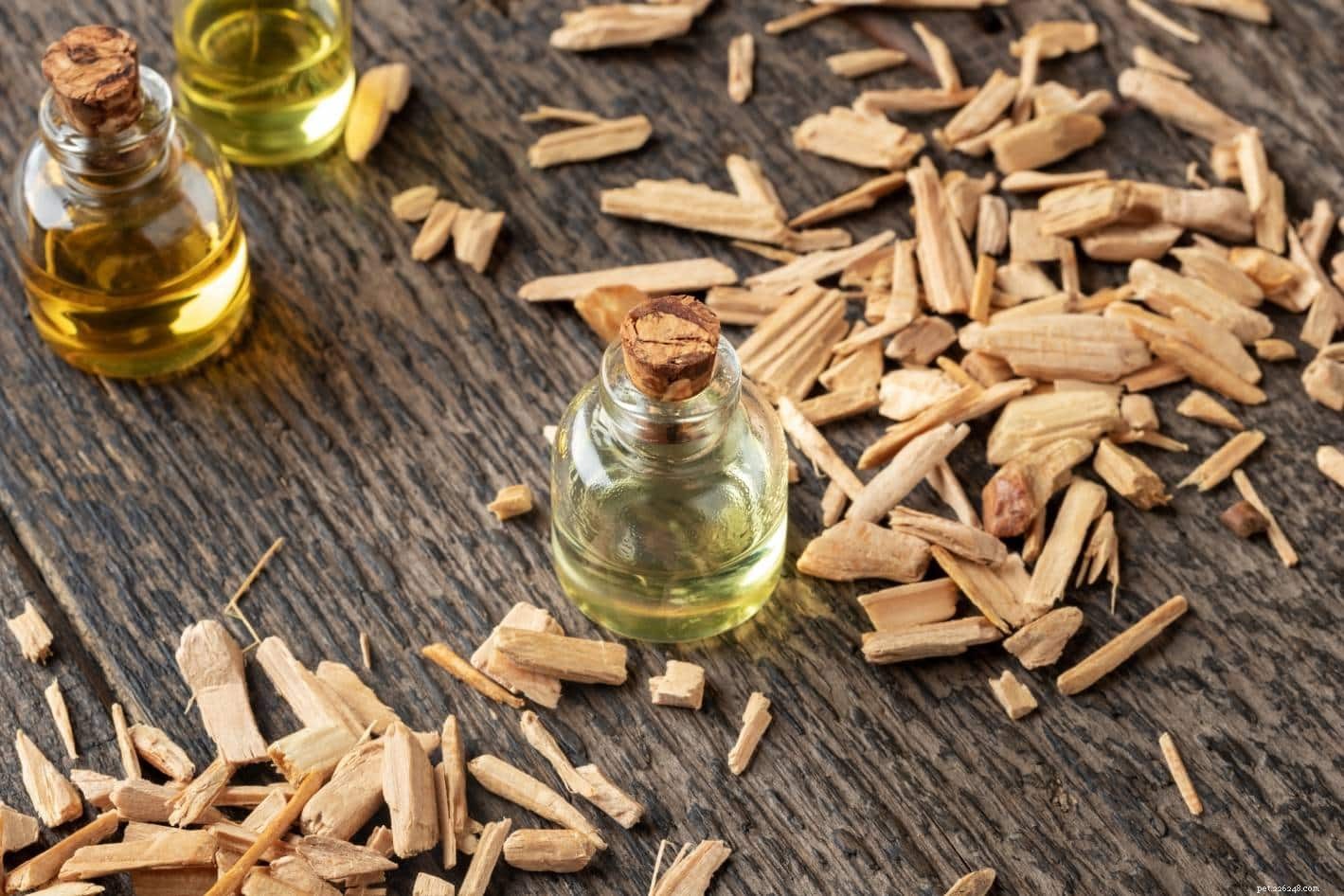 Essential Oils Safe for Cats: A Trusted Guide for Pet Owners