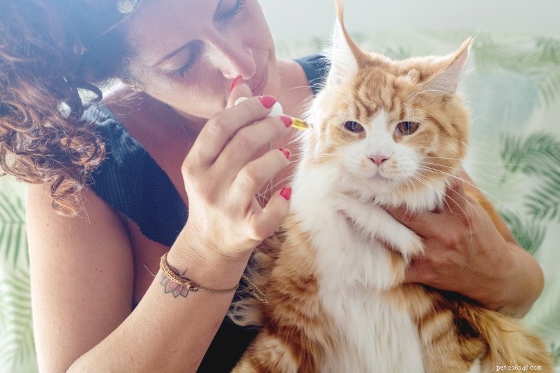 Essential Oils Safe for Cats: A Trusted Guide for Pet Owners