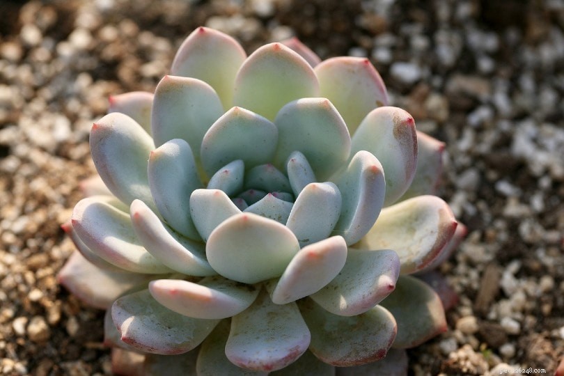 Are Succulents Safe for Cats? A Comprehensive Guide to Pet-Friendly Houseplants