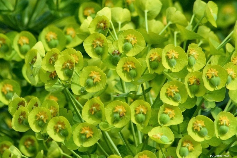 Are Succulents Safe for Cats? A Comprehensive Guide to Pet-Friendly Houseplants