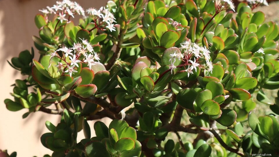 Are Succulents Safe for Cats? A Comprehensive Guide to Pet-Friendly Houseplants