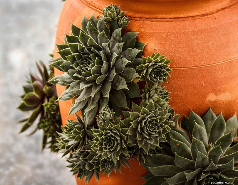 Are Succulents Safe for Cats? A Comprehensive Guide to Pet-Friendly Houseplants