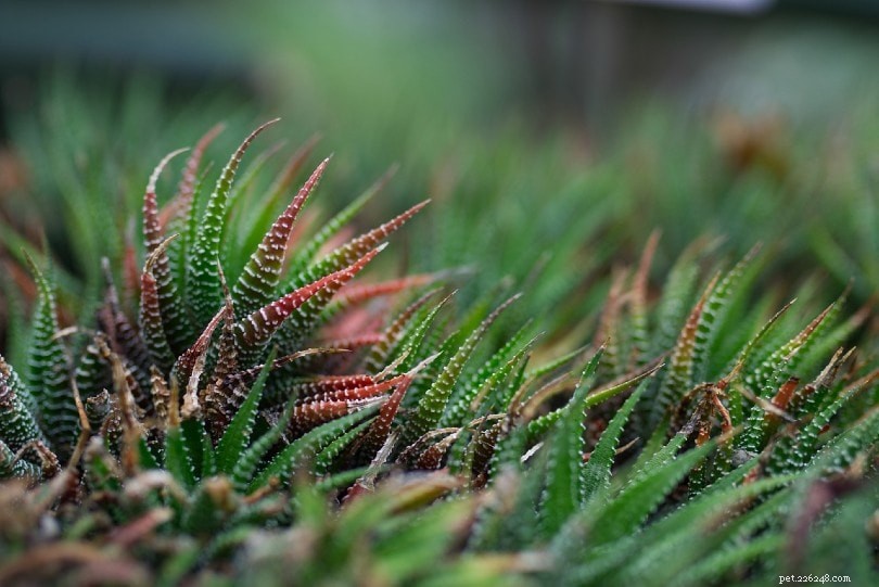 Are Succulents Safe for Cats? A Comprehensive Guide to Pet-Friendly Houseplants