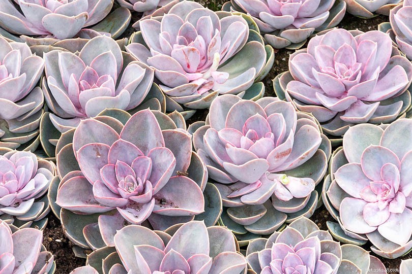 Are Succulents Safe for Cats? A Comprehensive Guide to Pet-Friendly Houseplants