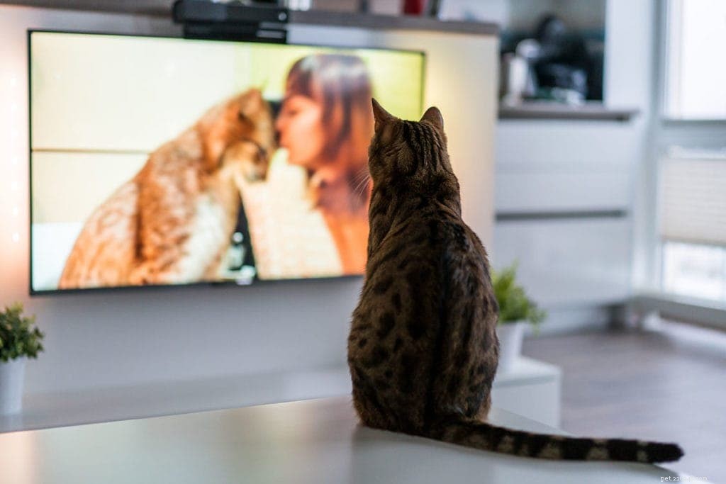 10 Clear Signs Your Cat is Suffering from Separation Anxiety – How to Help