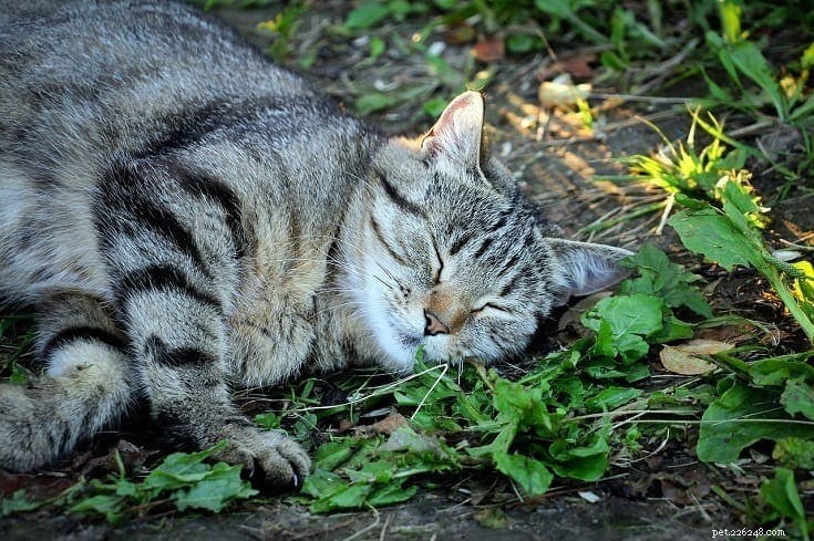 Why Cats Love Catnip: Science, Benefits, and Practical Uses