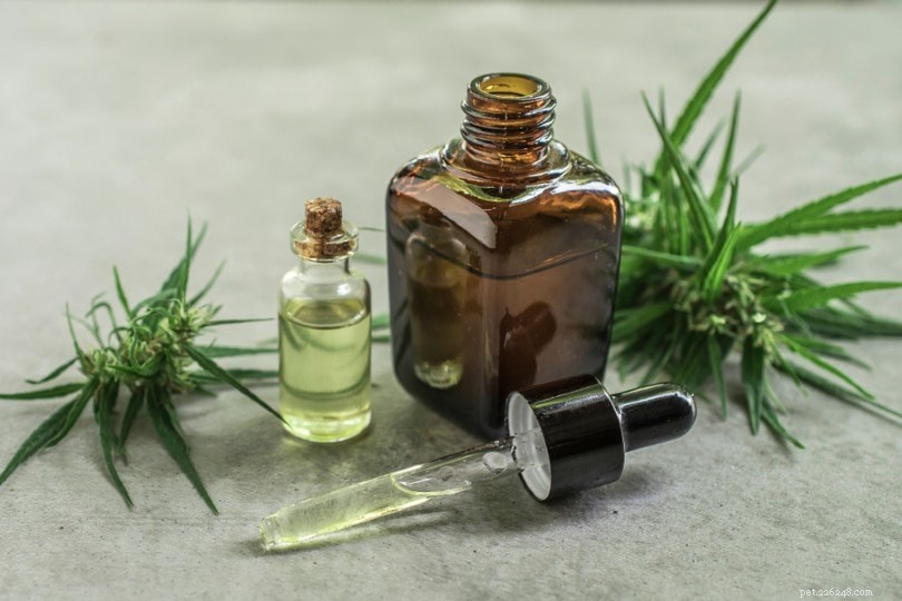 Safe Essential Oils for Diffusion Around Cats: A Guide